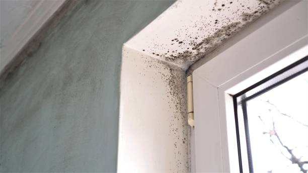 Best Office Mold Removal Services  in Buckner, MO