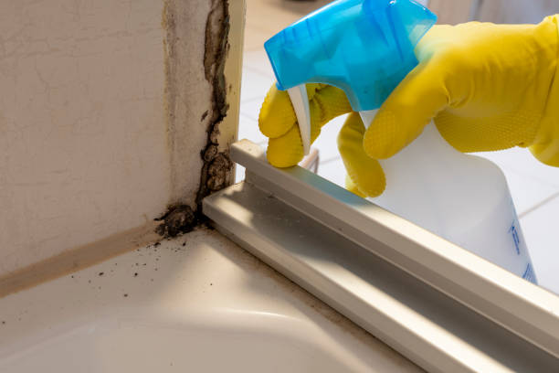Professional Mold Removal in Buckner, MO