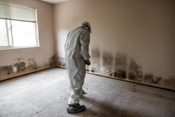 Best Toxic Mold Removal  in Buckner, MO